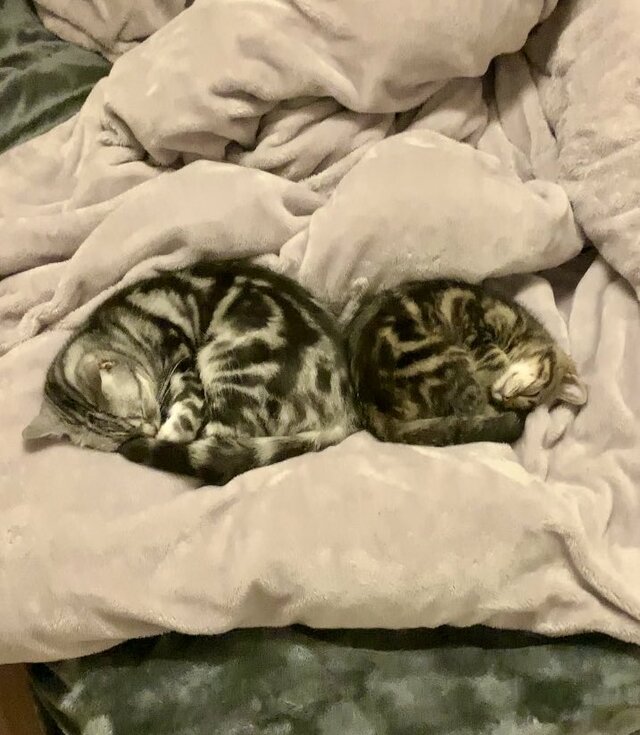仲良く眠る2匹の猫→2年後…後輩猫の予想外の変化に思わず二度見！