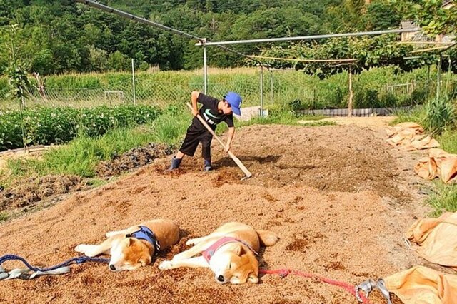 農作業中の「子供と犬2匹」の様子に違和感　あまりにも平和すぎる光景にほっこり