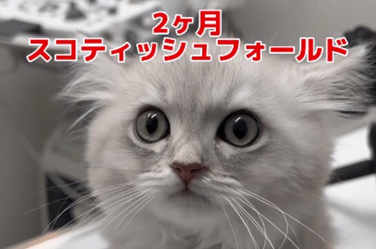 【動物病院】くしゃみと鼻水が止まらない子猫を家族に迎えた獣医　重みのある言葉に反響「パパさんが獣医さんなんて羨ましい〜」