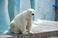 動物園で目撃された「ホッキョクグマの行動」に違和感　シュールな光景に笑ってしまう