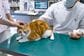 動物病院で「お灸」してもらった猫　まんざらでもなさそうな様子にホッコリ