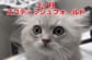 【動物病院】くしゃみと鼻水が止まらない子猫を家族に迎えた獣医　重みのある言葉に反響「パパさんが獣医さんなんて羨ましい〜」