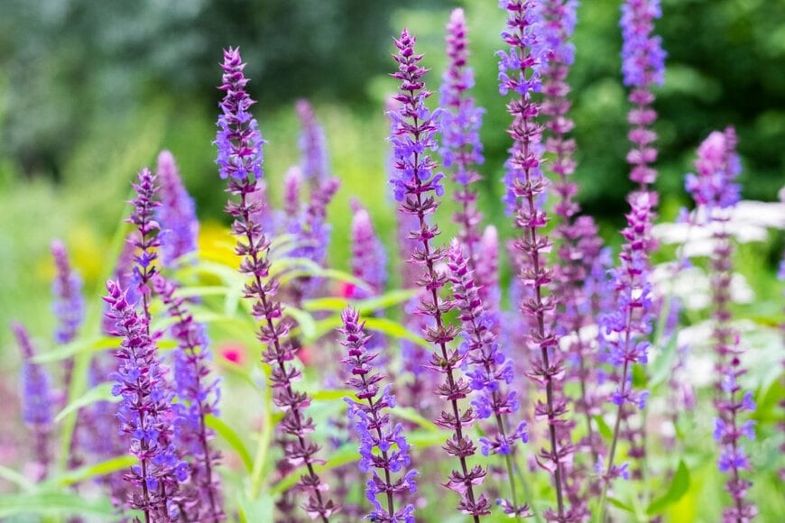 Art_rich/shutterstock.com