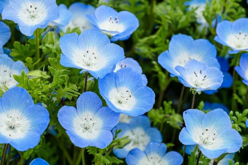 春に向けて「2月に仕込む」一年草・多年草5選　ガーデニングシーズンに向けた「オシャレが叶う」主役候補たち