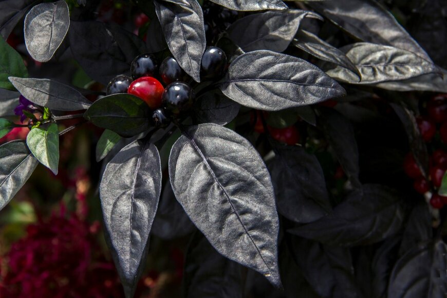 gallofoto/shutterstock.com