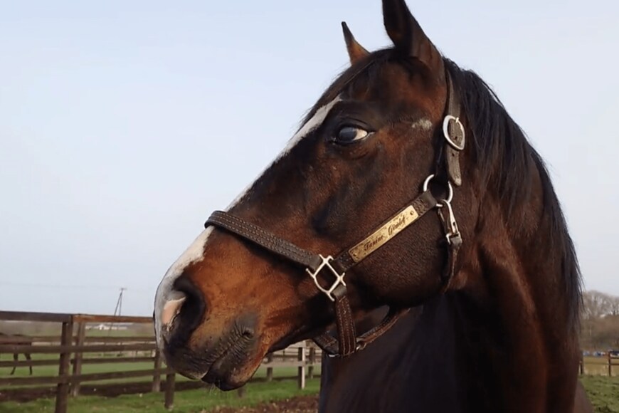 出所：Yogiboヴェルサイユリゾートファーム