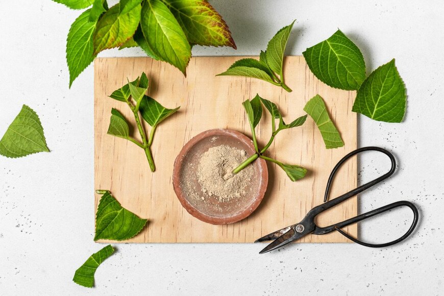 Oksana_Schmidt/istockphoto.com