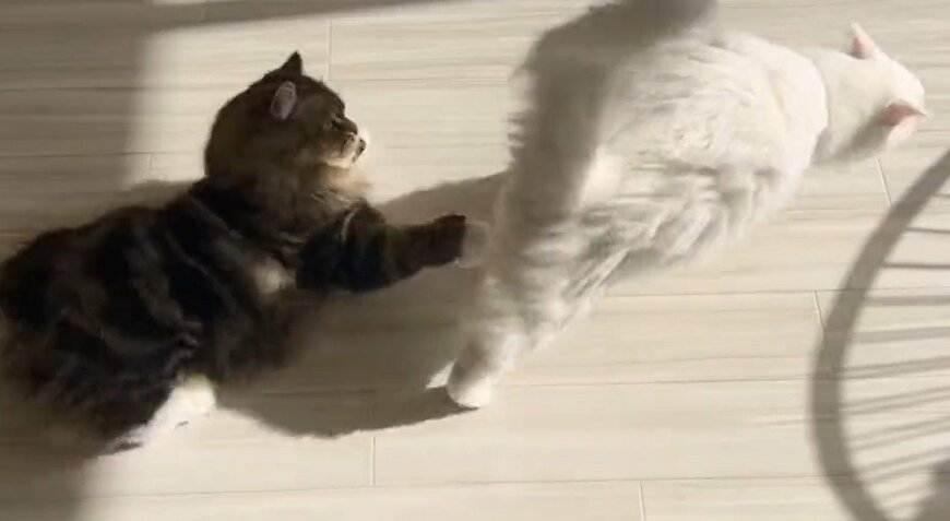 出所：@meltube_cat