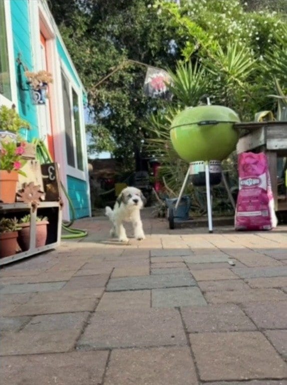 「3日前は頭も上げられなかった」両目を失った子犬に起きた“変化”に「なんて素晴らしい回復劇なの…」感動の声