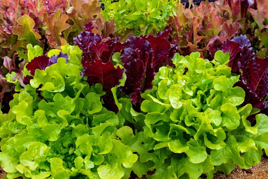 Igor Poluchin/shutterstock.com