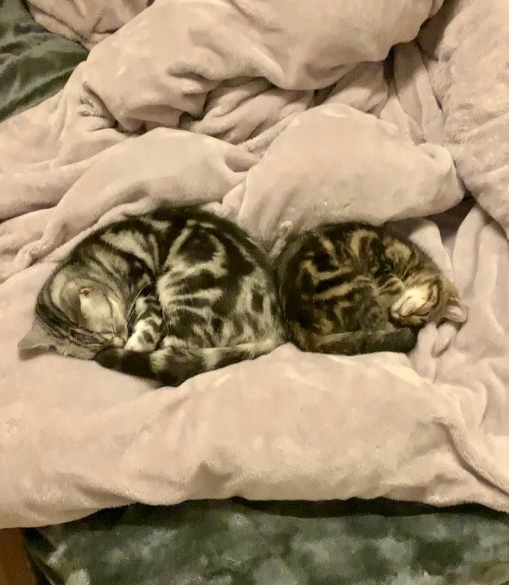 仲良く眠る2匹の猫→2年後…後輩猫の予想外の変化に思わず二度見！