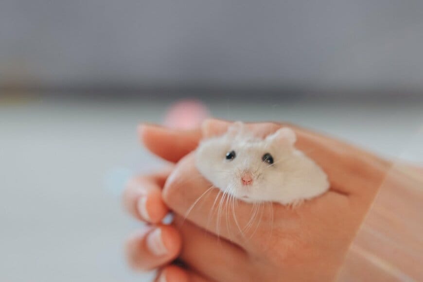 部屋を散歩中のハムスターが起こした「まさかの行動」　プランターに飛び乗った直後の行動に「これは可愛すぎ」