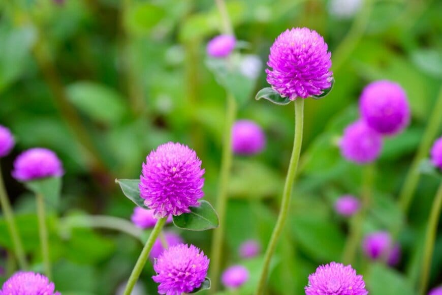 nuwatphoto/shutterstock.com