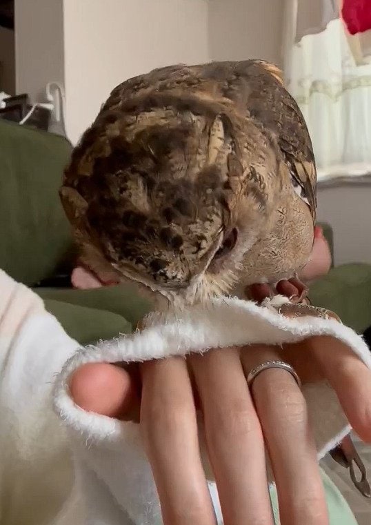 出所：@purinon2929k