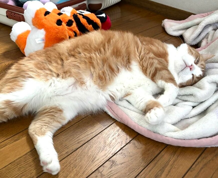 出所：@Beercat_Ana_Dar