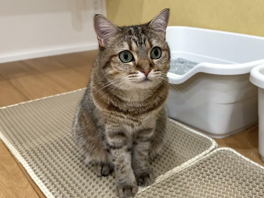 出所：@pomusan_cat