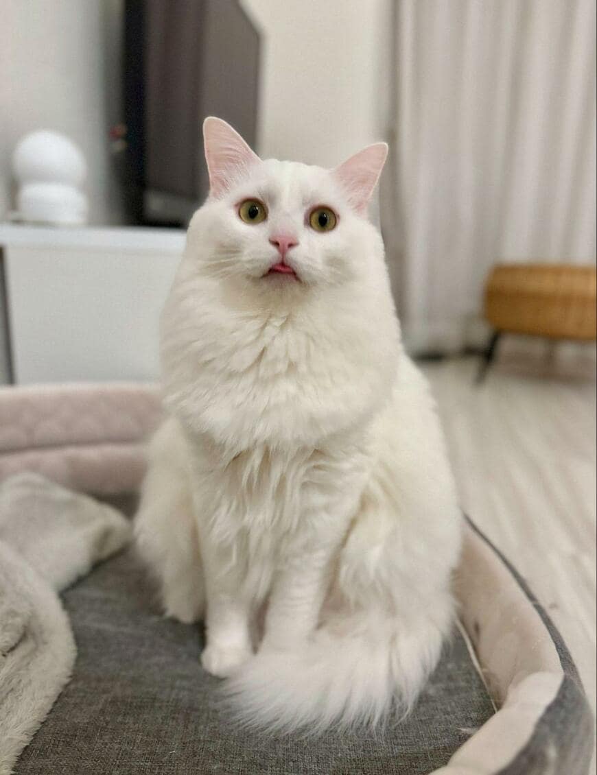 出所：@meltube_cat