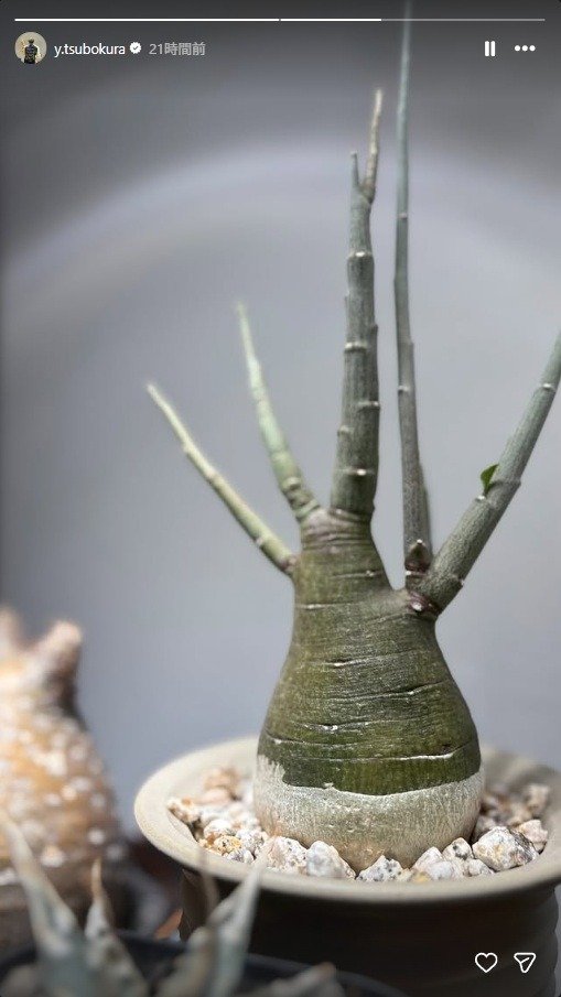出所：坪倉由幸のInstagram （＠y.tsubokura）参照日：2026年2月16日