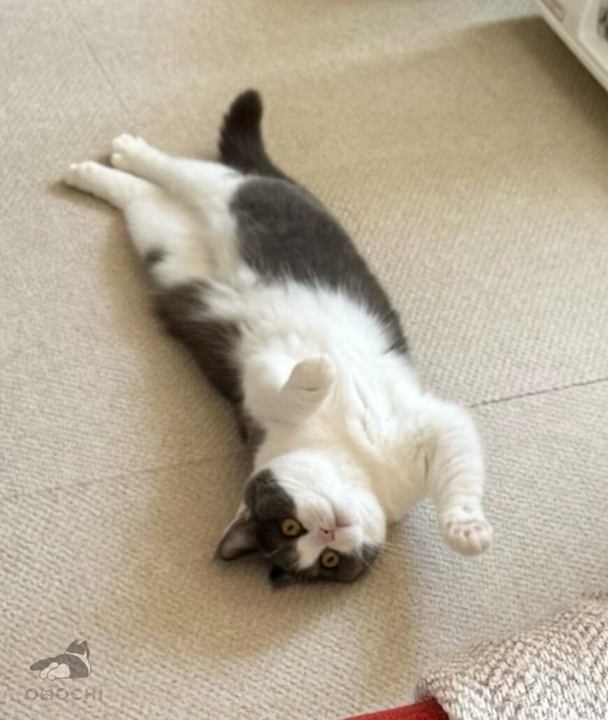 出所：@omochiomoching