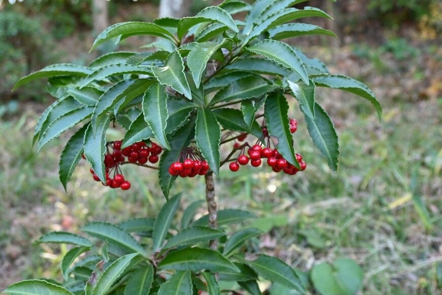 万両　undefined undefined/istockphoto.com