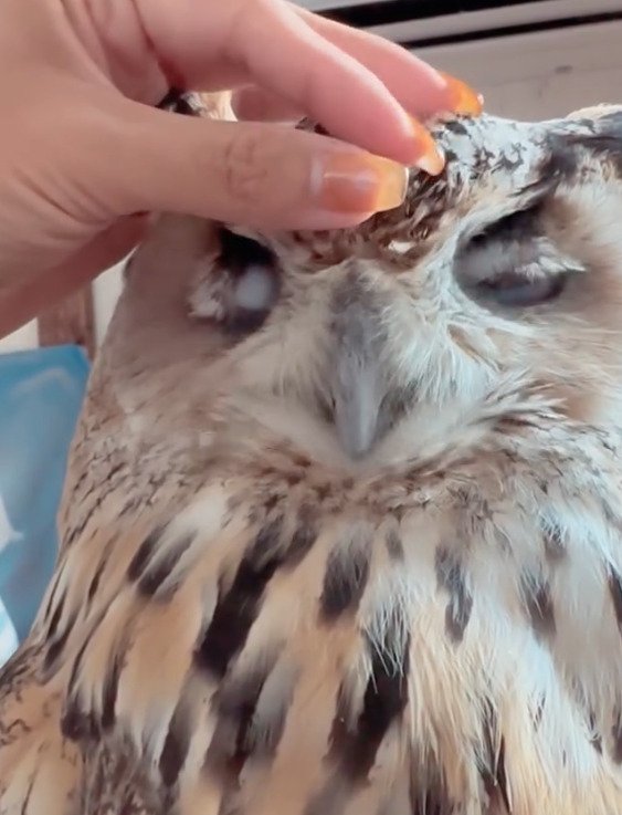 出所：＠yukkodawa