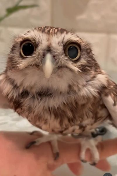 【まったり】バスタイムでリラックスするフクロウ……「気持ちよさそう」と癒される人続出