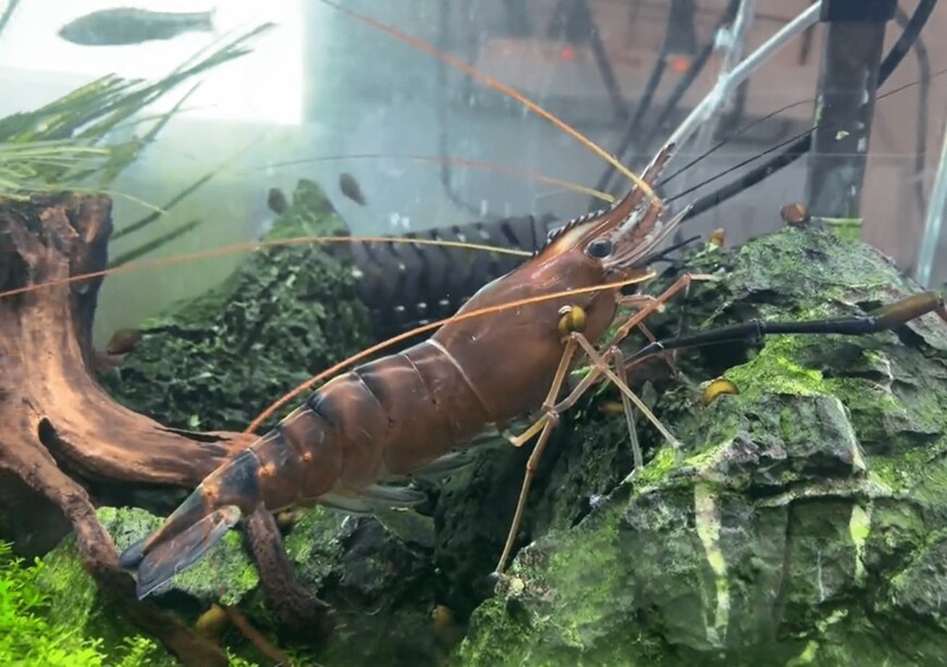 出所：@rebel250s_new