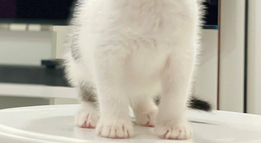 出所：@Saeroyi_cat