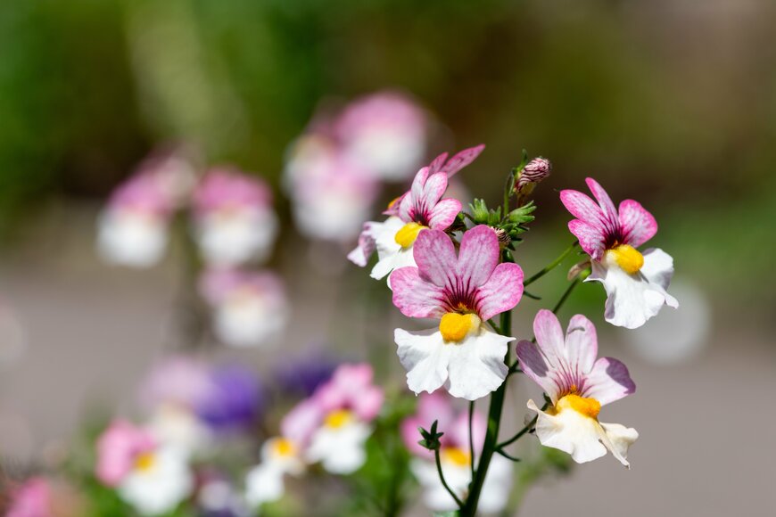 ネメシア　Tom Meaker/shutterstock.com