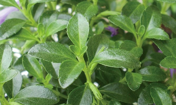 出所：サントリーフラワーズ　ミンティア