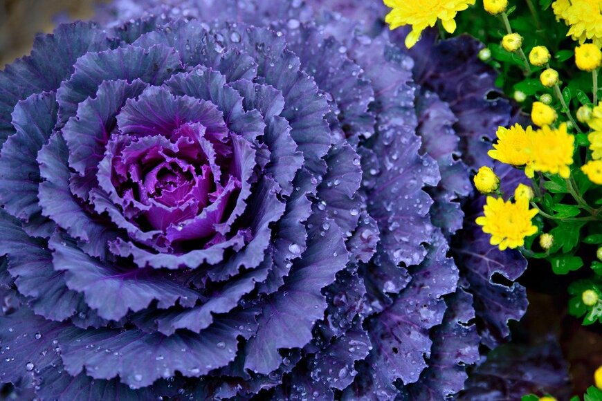 SHSPhotography/istockphoto.com