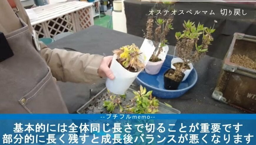 出所：@petit_fleur