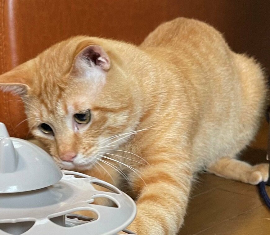 出所：@Beercat_Ana_Dar