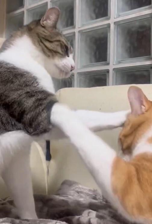 出所：@Neko2Obasan