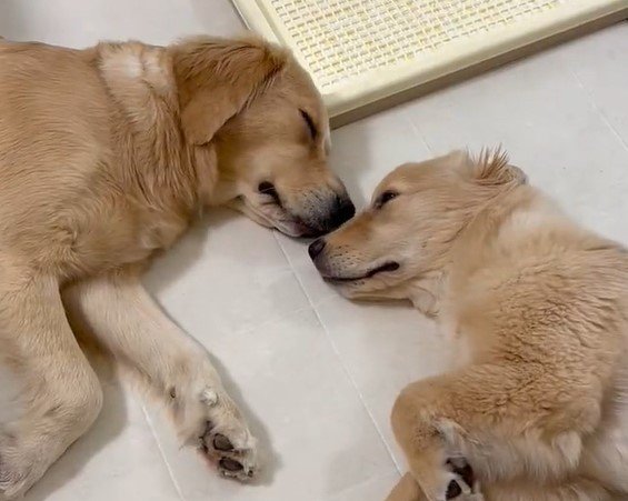 出所：@pu_channeldesu