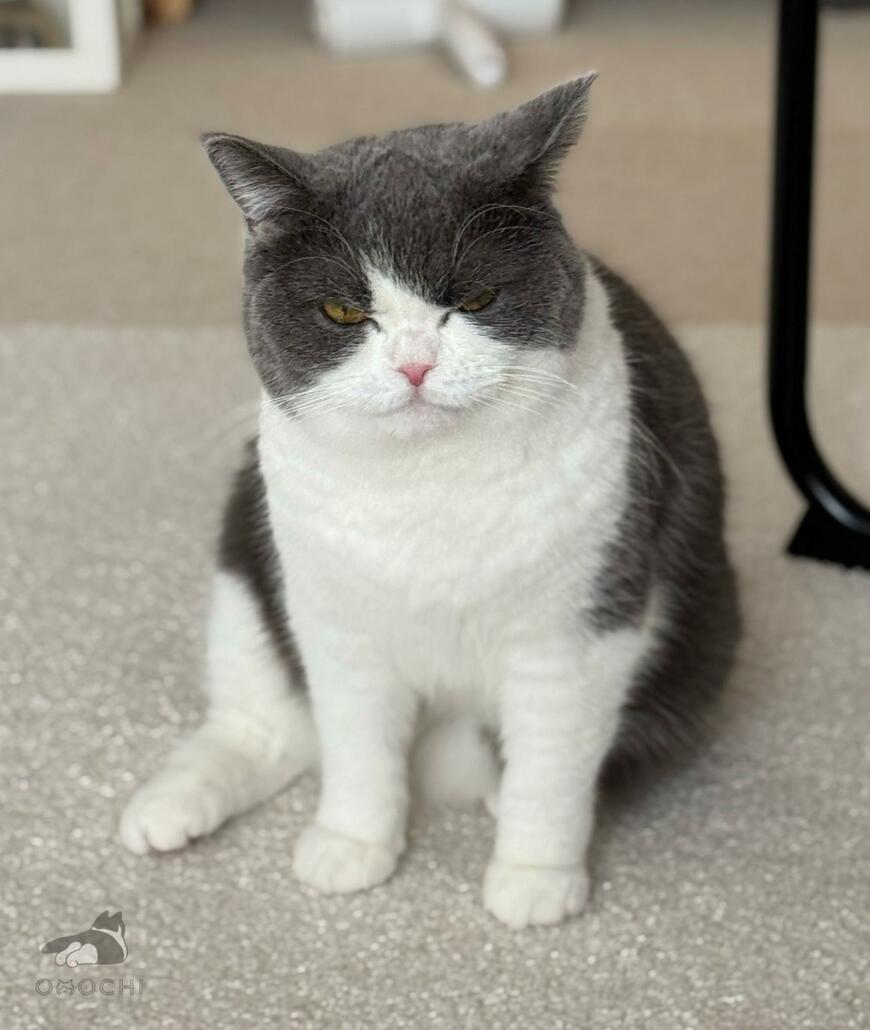 出所：@omochiomoching