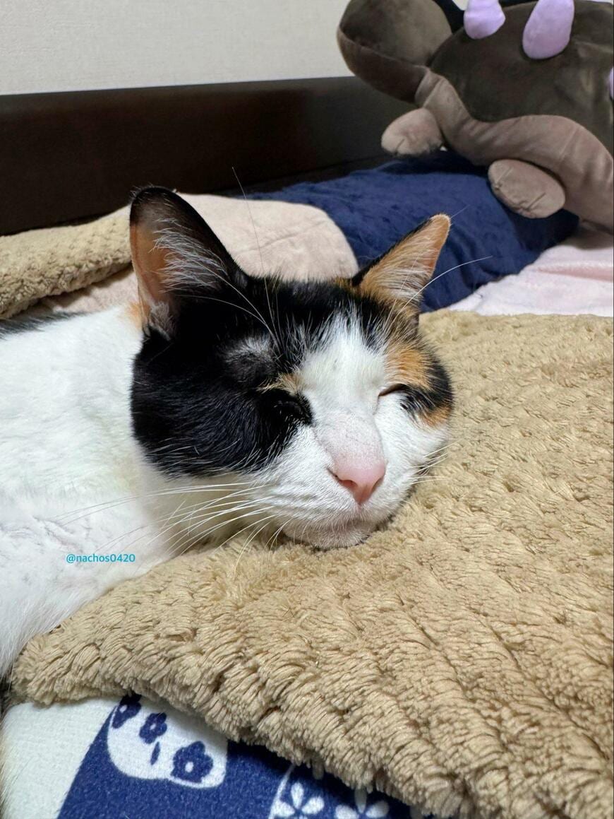 出所：@nachos0420