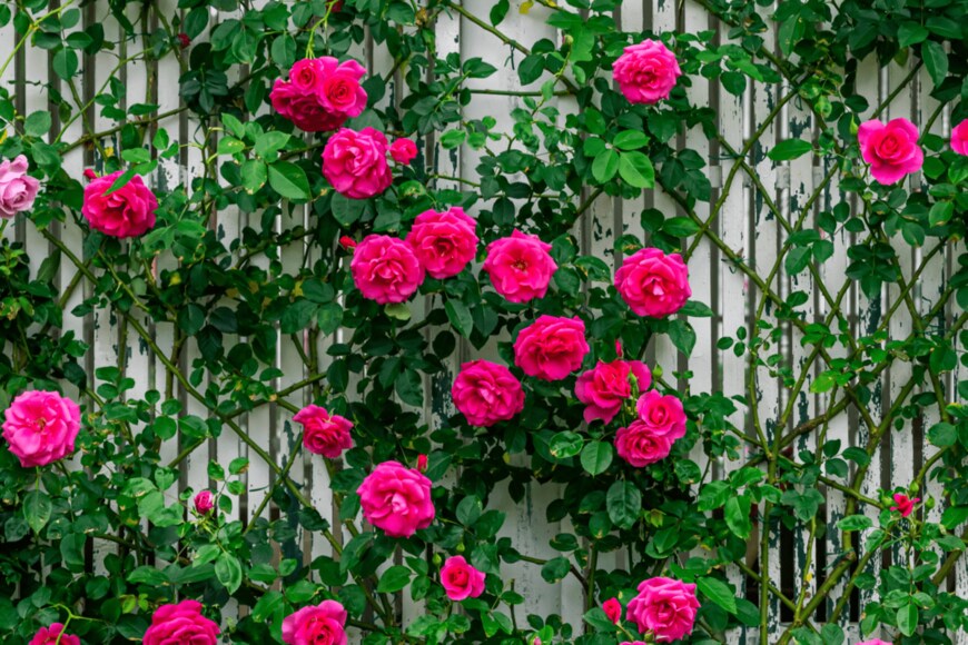 JENG BO YUAN/shutterstock.com