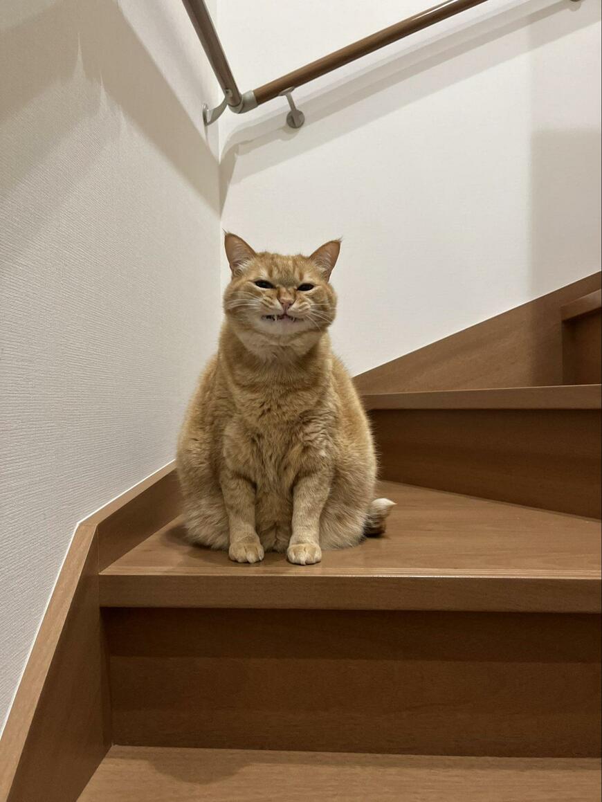 「通るたびに通行料とられそう」な階段　極悪な顔で待ち構える猫に笑ってしまう