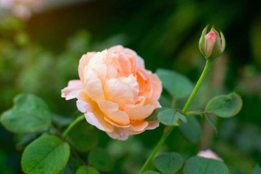 アプリコットオレンジのバラの花
