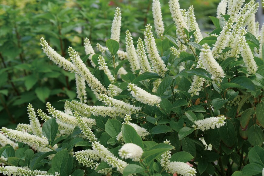 PROVEN WINNERS（R）　イテア スノーフィズ