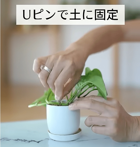 Uピンで土に固定