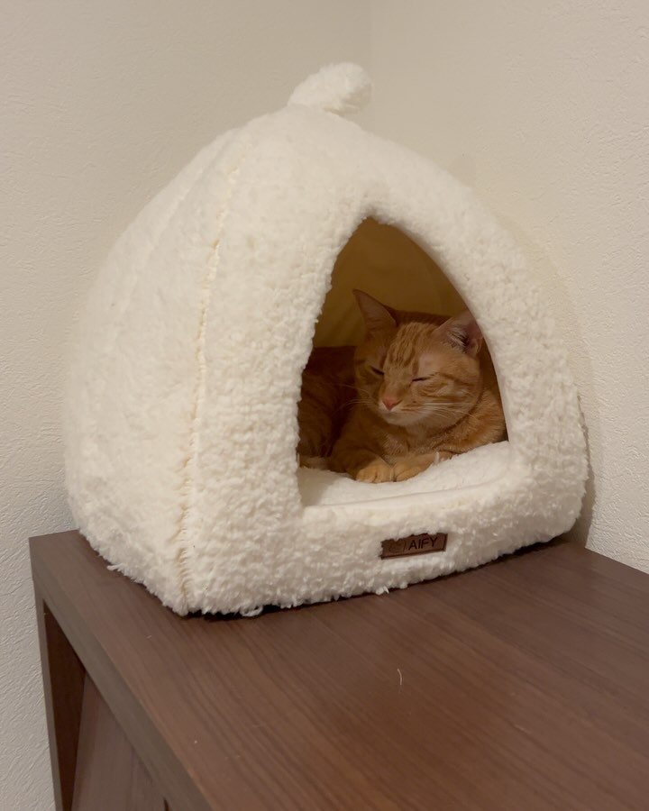 お誕生日を迎えた猫