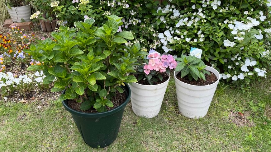 プランターに植えられたアジサイの苗