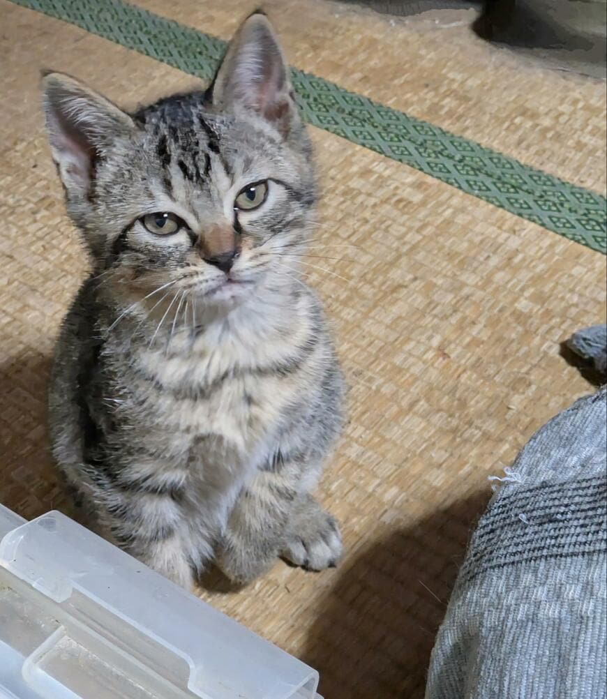 こたつで寝ていた子猫