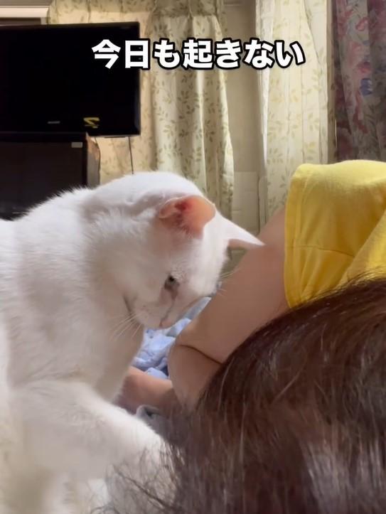 トントンする猫