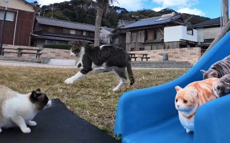 ジャンプする猫