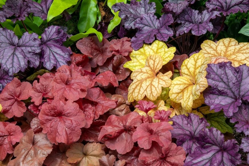 紫、赤、オレンジ、黄色の葉を広げている色とりどりのヒューケラ