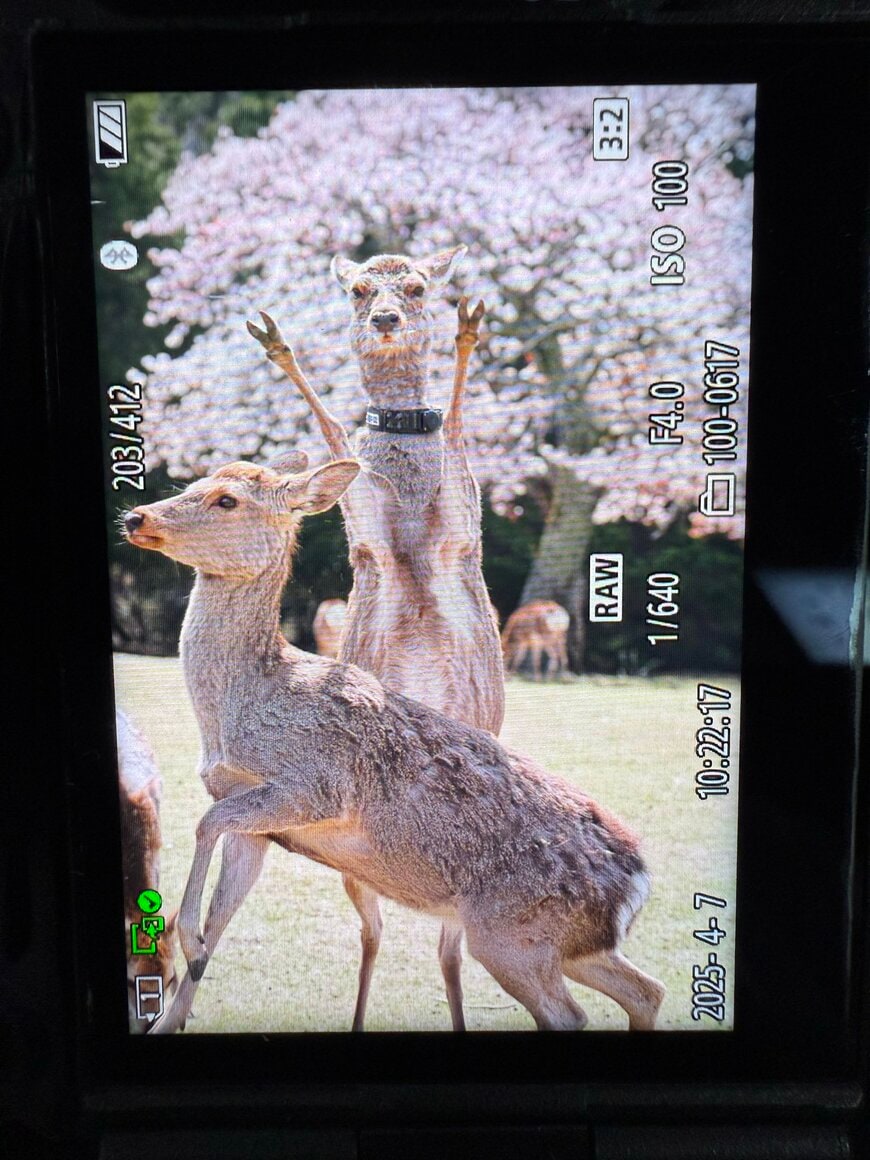 奈良公園で撮影されたパリピすぎる鹿