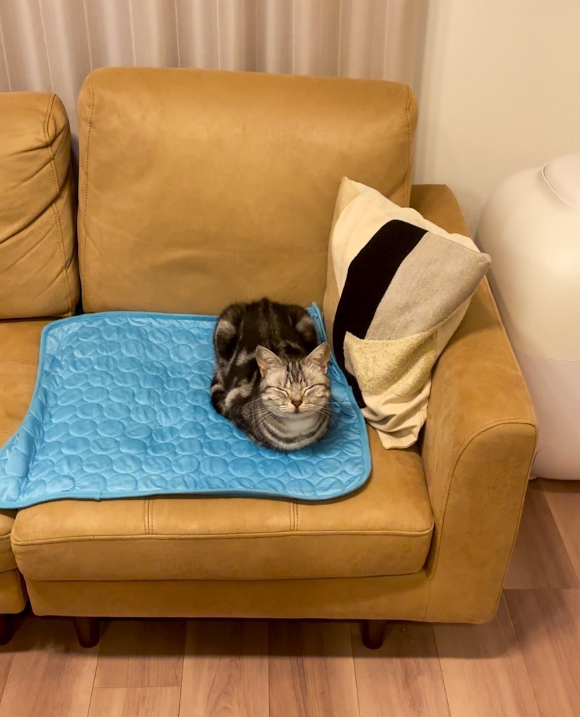ひんやりマットと猫